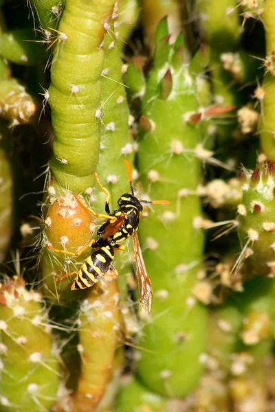 Tropische Plant Cactus Botanische Flora — Stockfoto