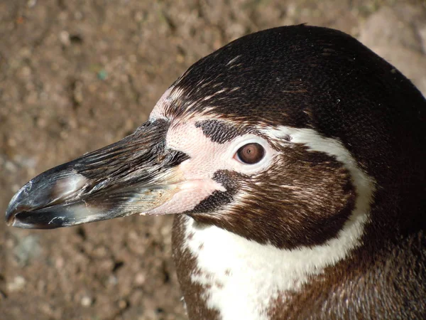 Lindo Pingüino Naturaleza Salvaje — Foto de Stock