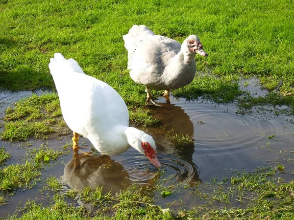 Pato Los Moscos Tenía Sed —  Fotos de Stock