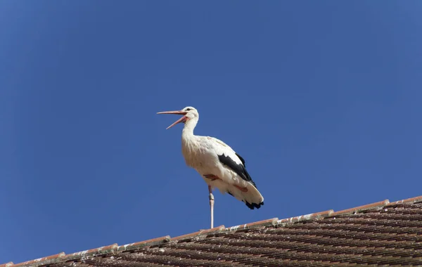 Cigüeña Techo — Foto de Stock