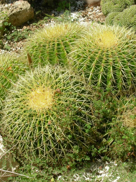 熱帯植物サボテンサボテンサボテンサボテン — ストック写真