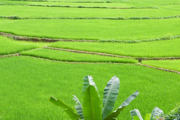 Campagna Agricoltura Campo Terreno — Foto Stock