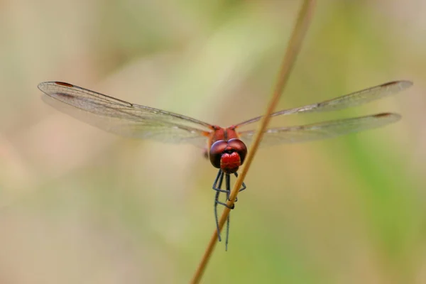 Closeup Macro Vedere Insectă Libelulă — Fotografie, imagine de stoc