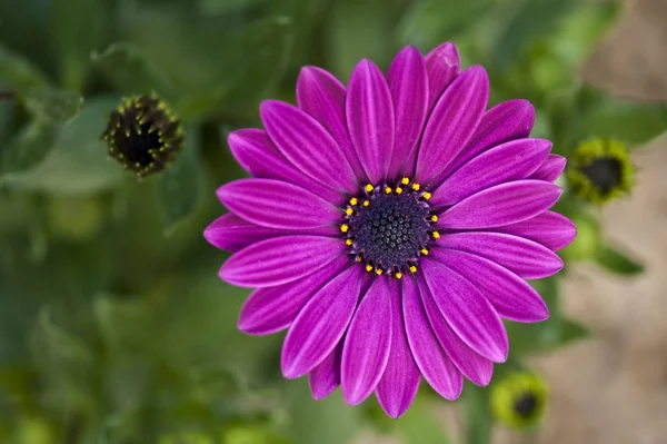トスカーナの紫色の花 — ストック写真
