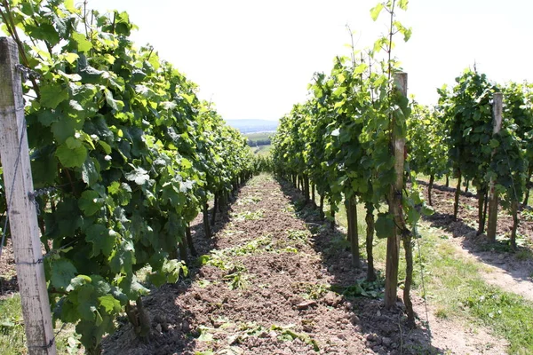 Druivenwijngaard Wijngaarden Het Platteland — Stockfoto
