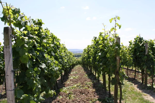 レオニガウのワイン生産地域は — ストック写真