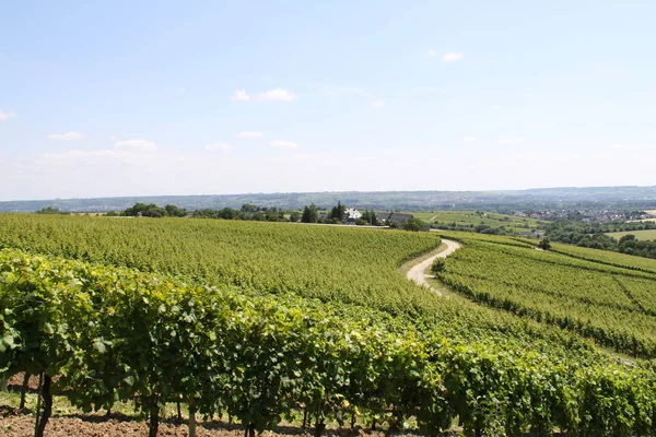 Wijnbouwgebied Rheingau — Stockfoto