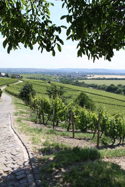 stock image wine-growing region in the rheingau