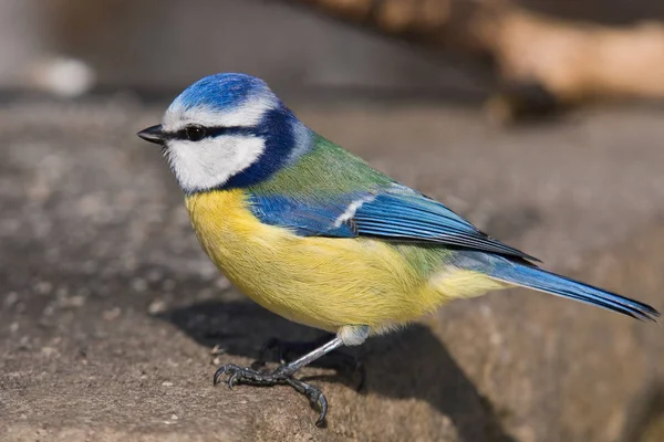 Aussichtsreiche Aussicht Auf Schöne Vögel Der Natur — Stockfoto