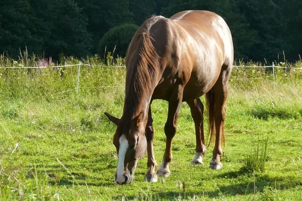 Paarden Overdag Buiten — Stockfoto