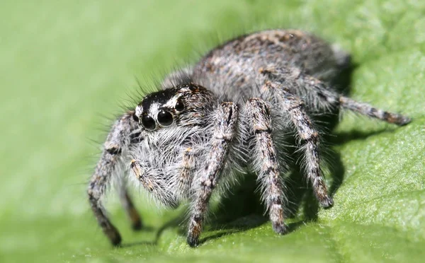 Aranha Assustadora Criatura Inseto — Fotografia de Stock