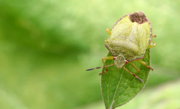 Insektenheuschrecke Kricketkäfer — Stockfoto