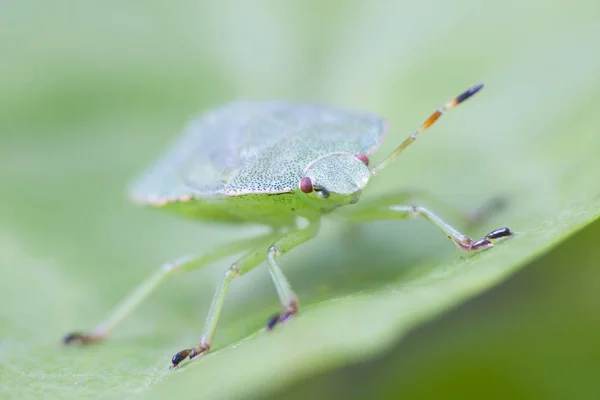 Close Bug Natureza Selvagem — Fotografia de Stock