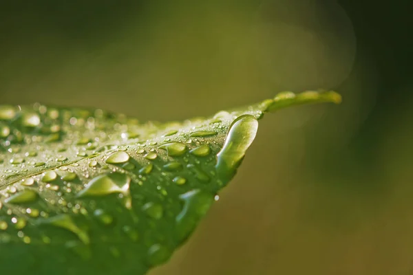 Зелений Лист Краплями — стокове фото