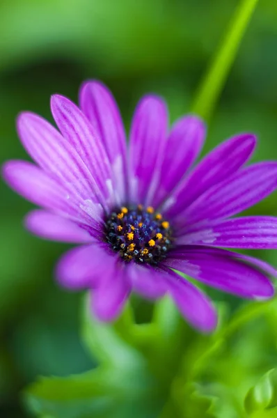 Hermoso Plano Botánico Fondo Pantalla Natural — Foto de Stock