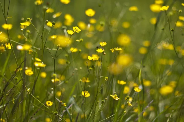 Vacker Botanisk Skott Naturliga Tapeter — Stockfoto