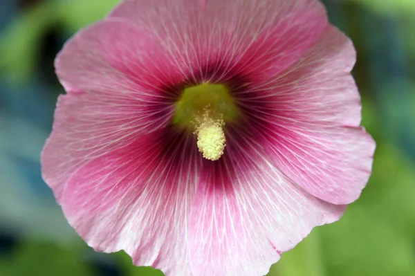 Mooi Botanisch Schot Natuurlijk Behang — Stockfoto