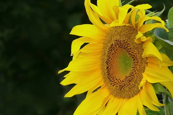Сонце Квітів — стокове фото