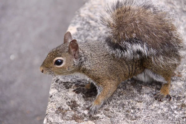 Squirrel Animal Fluffy Rodent — Stock Photo, Image