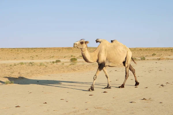 Arabische Kameel Dier Zoogdier — Stockfoto