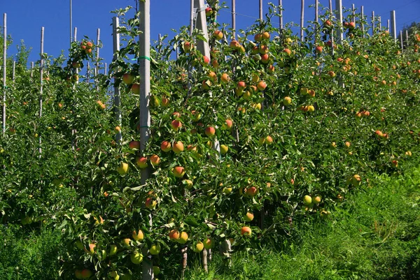 Apple Tree Apple Tree — Stock Photo, Image