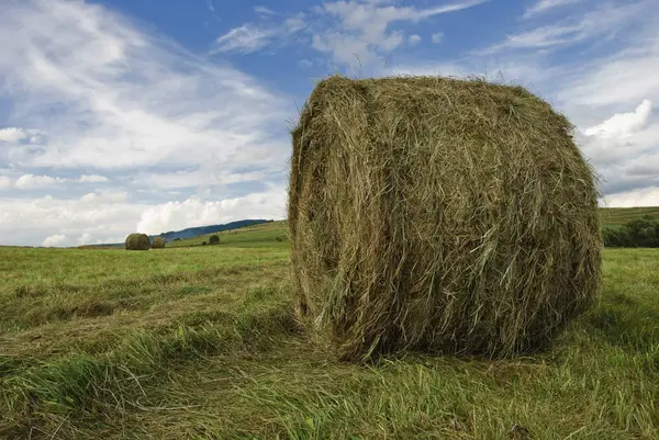 Kırsal Alan Buğday Tarımı — Stok fotoğraf