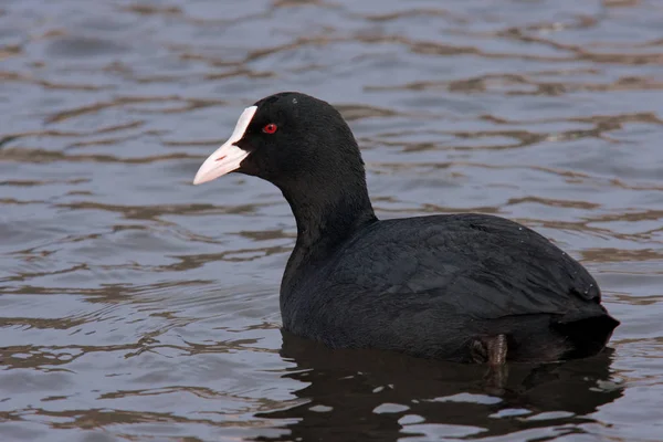 Schwimmvogel Wildniskonzept — Stockfoto