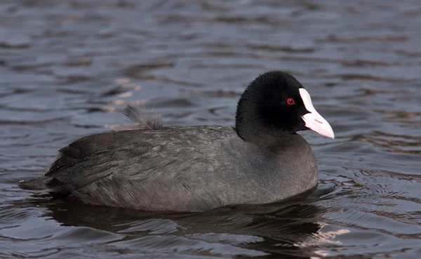 Oiseau Baignade Concept Sauvagerie — Photo