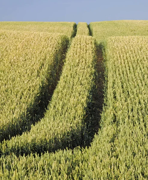 Campo Trigo Cultivo Cereales Paisaje Agrícola Rural —  Fotos de Stock