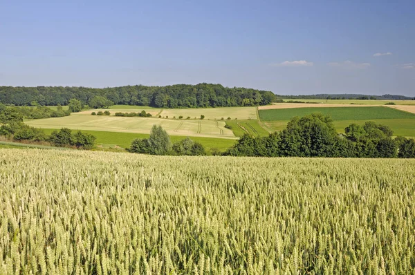 Pšeničné Pole Pěstování Obilovin Krajina Zemědělství — Stock fotografie