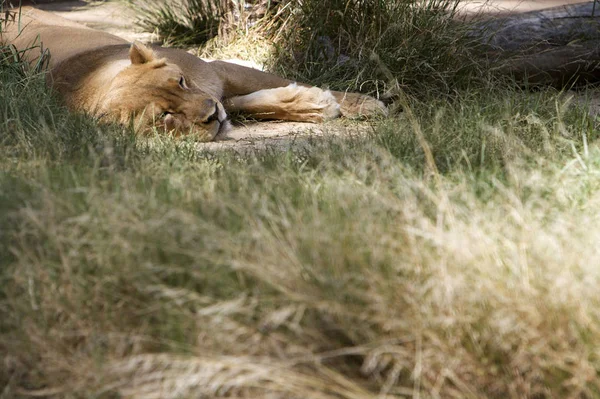 León Hembra Depredador Gato Salvaje — Foto de Stock