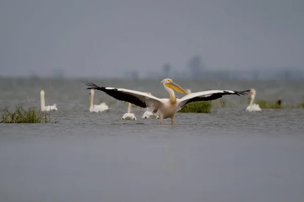 Tuna Deltası Rezervindeki Pelikanlar — Stok fotoğraf