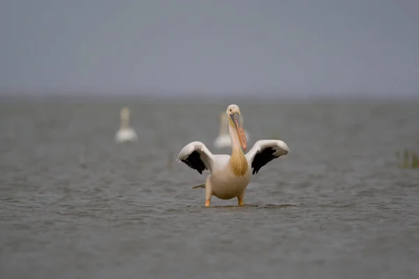 Pelicanos Reserva Delta Danúbio — Fotografia de Stock
