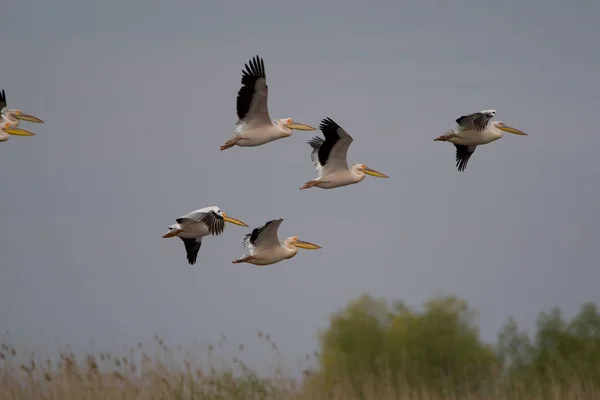 Pelikaner Donaureservatet — Stockfoto