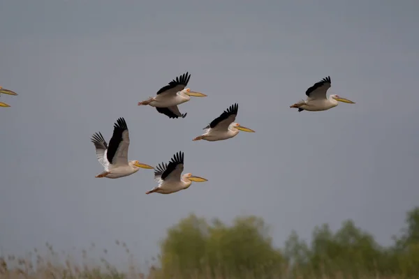 Pelikaner Donaureservatet — Stockfoto