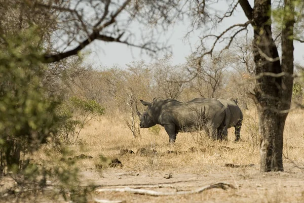 Elefante Africano Parque Nacional Kruger África Sul — Fotografia de Stock