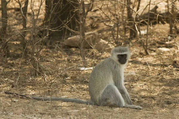 Hewan Meerkat Suricate Alam — Stok Foto