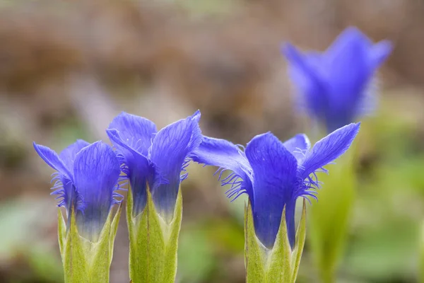 Schöne Botanische Aufnahme Natürliche Tapete — Stockfoto