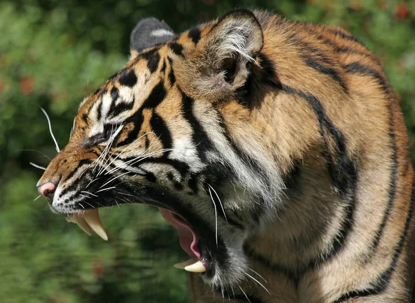 Powerful Predator Wildcat Striped Tiger Animal — Stock Photo, Image
