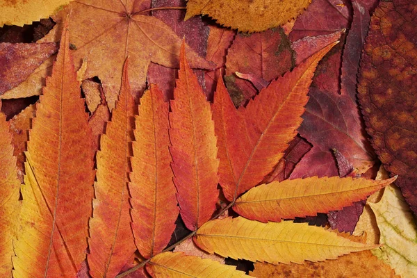 Autumn Leaves Background Close — Stock Photo, Image