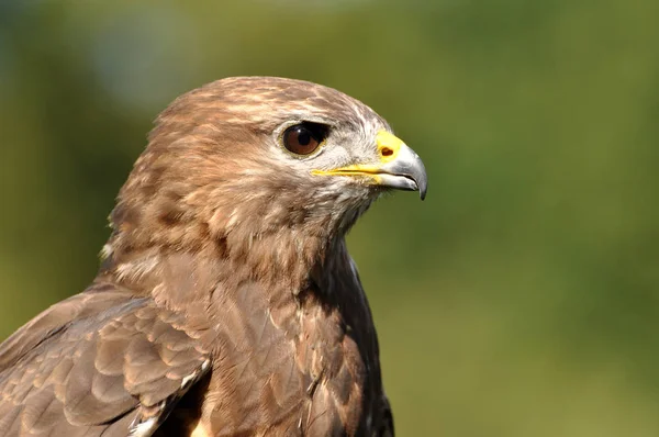 Vista Panorâmica Majestoso Predador Buzzard — Fotografia de Stock