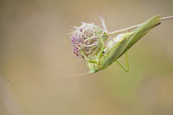 Detailní Makro Pohled Kobylku Hmyzu — Stock fotografie