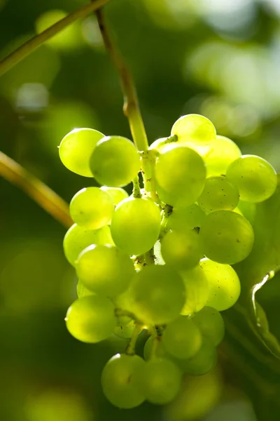 Bouquet Raisins Verts Mûrs Sur Vigne — Photo