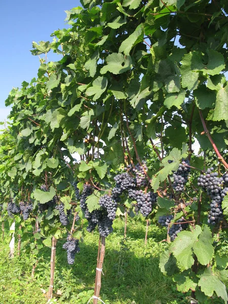 Vineyards Agriculture Grapevine Plants — Stock Photo, Image