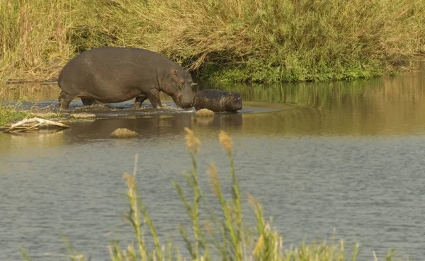 Hippopotamus Emlős Állat Víziló — Stock Fotó