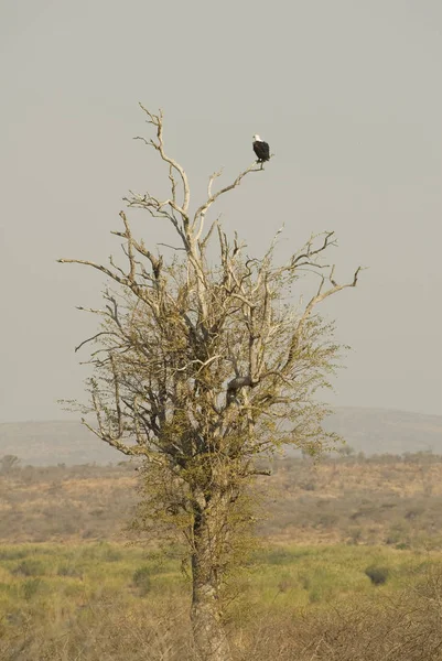 Schilderachtig Uitzicht Prachtige Vogel Natuur — Stockfoto