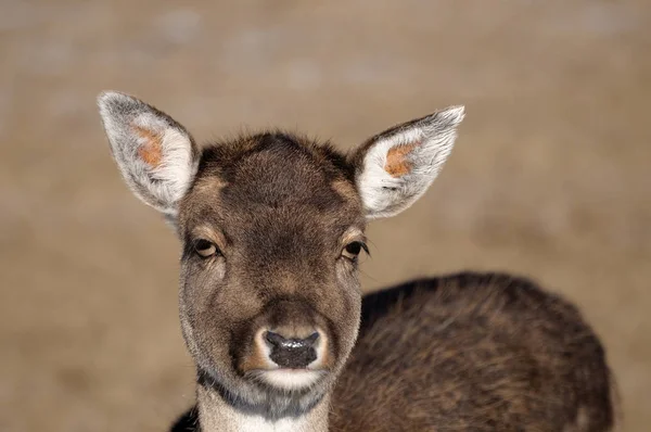 Closeup Animal Zoo — Stock Photo, Image