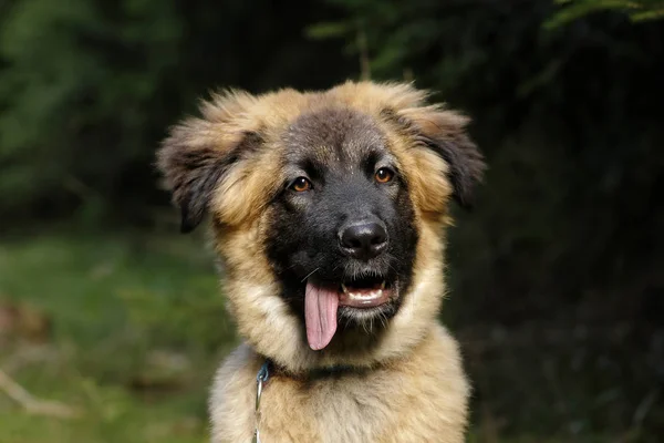 Portrait Cute Dog — Stock Photo, Image