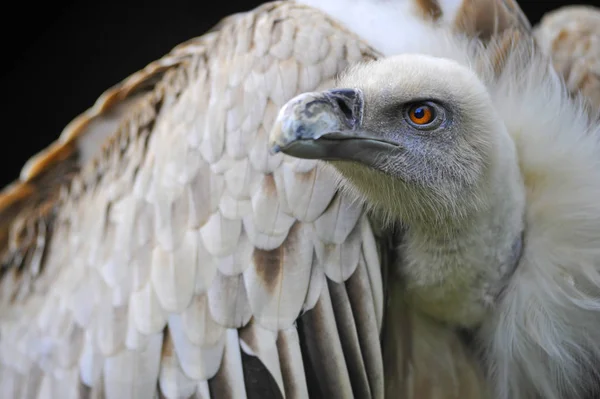 Schilderachtig Uitzicht Prachtige Vogel Natuur — Stockfoto