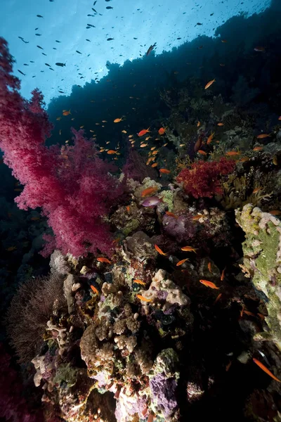 Víz Alatti Óceán Korall Hal — Stock Fotó